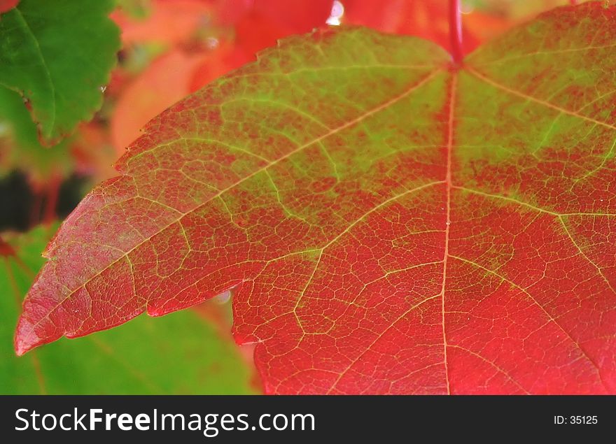 Closeup of a leaf turning from green to red. Closeup of a leaf turning from green to red