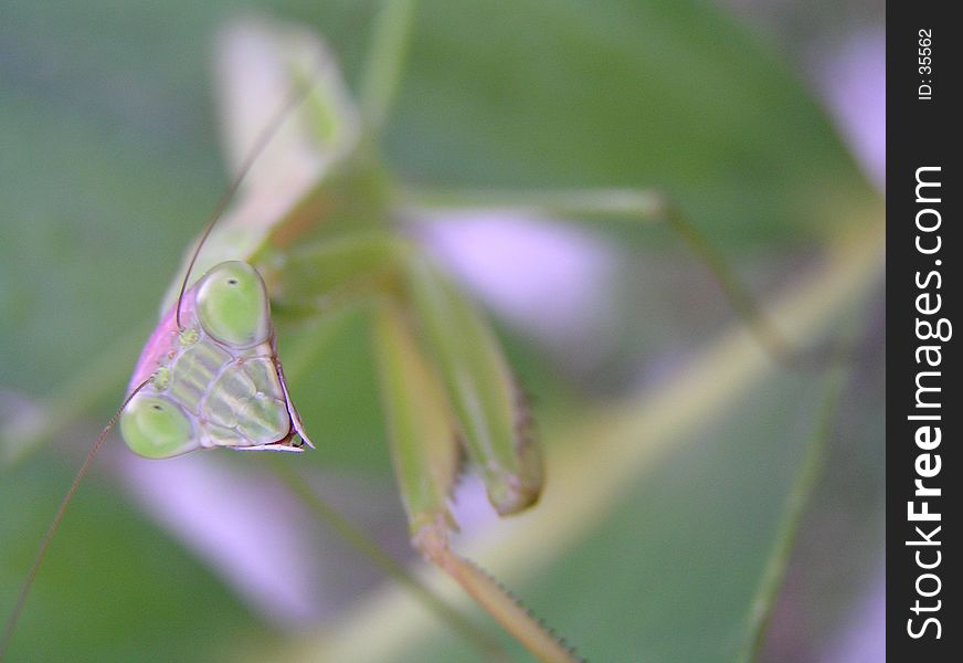 Preying Mantis