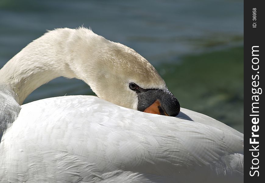 Swan resting after a long hot day in the Florida sun. Swan resting after a long hot day in the Florida sun