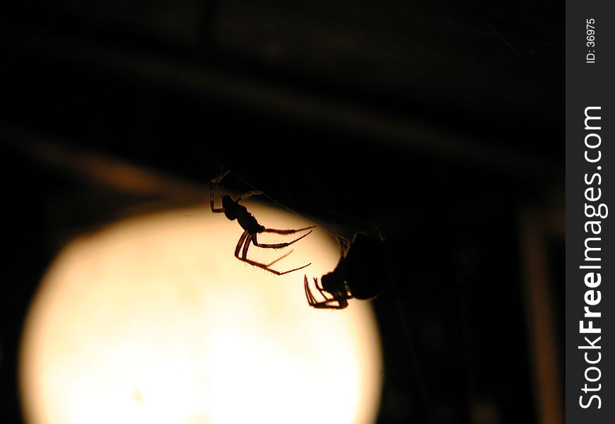 Spider Lovers with the moon'2004 [Note! not in sharp focus]