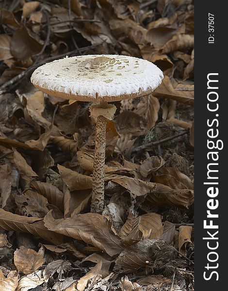 Brown Mushroom, portrait view. Brown Mushroom, portrait view