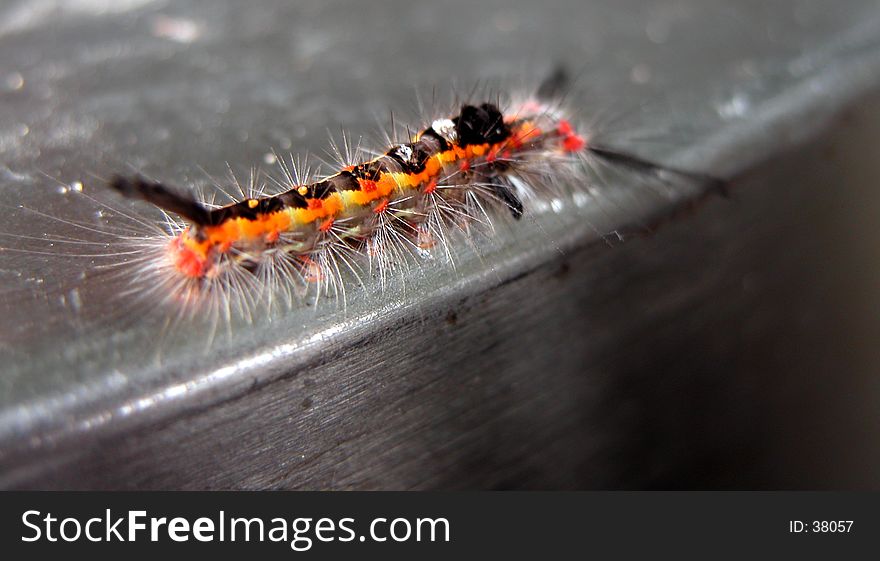 A very colorful and hairy worm. A very colorful and hairy worm.