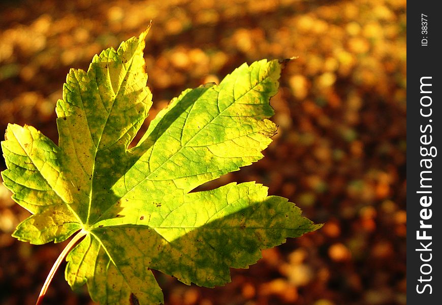 fallen leaf. fallen leaf