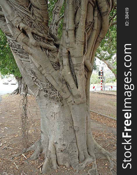 Shows the arial roots of the strangler fig as they make their way toward the ground. Shows the arial roots of the strangler fig as they make their way toward the ground.