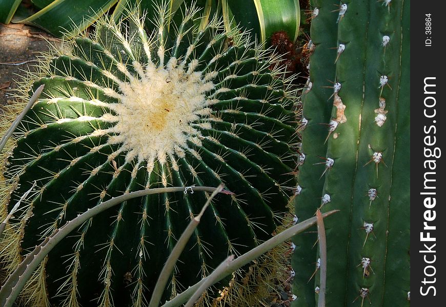 A view of a Cactus plant, bud end. A view of a Cactus plant, bud end.