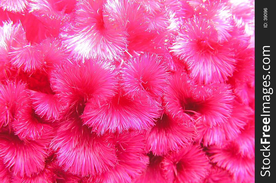 Close-up shoot of an flower. Close-up shoot of an flower.