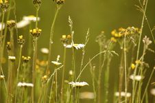 Delicate Wildflowers Royalty Free Stock Images Delicate Wildflowers Royalty Free Stock Images