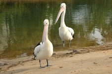 Two Pelicans Royalty Free Stock Images Two Pelicans Royalty Free Stock Images