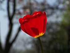 Red Tulip Royalty Free Stock Photography Red Tulip Royalty Free Stock Photography