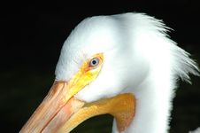 Pelican Head Stock Image Pelican Head Stock Image