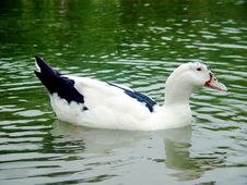 White Duck Royalty Free Stock Images