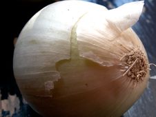 White Onion Stock Images White Onion Stock Images