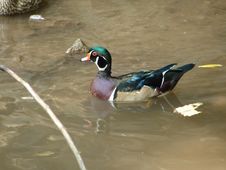 Wood Duck Stock Images