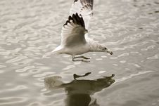 Skimming Seagull Stock Photo