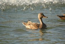 Funny Female Mallard Duck Royalty Free Stock Photo