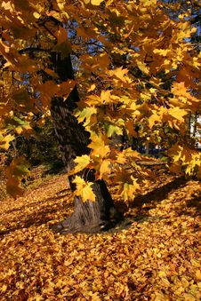 Golden Maple Tree Stock Photos Golden Maple Tree Stock Photos
