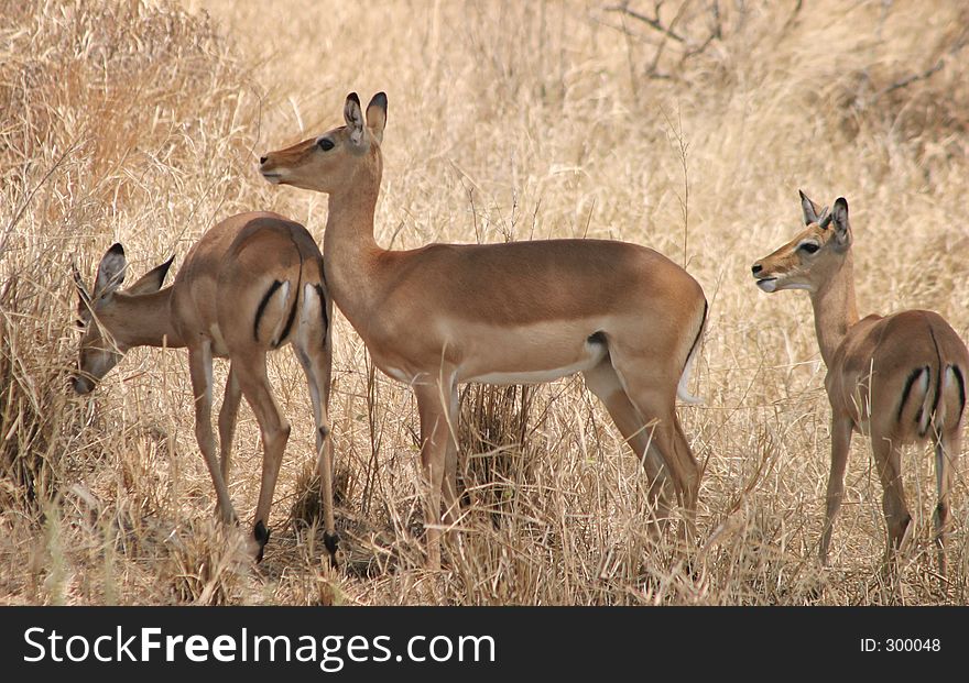 Impala