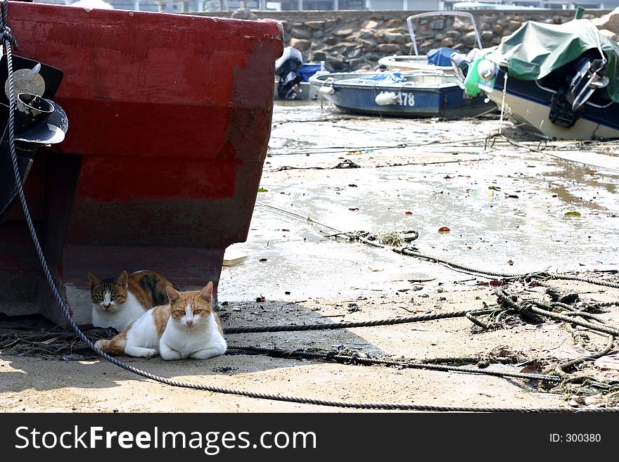 Cats Resting Under A Boat