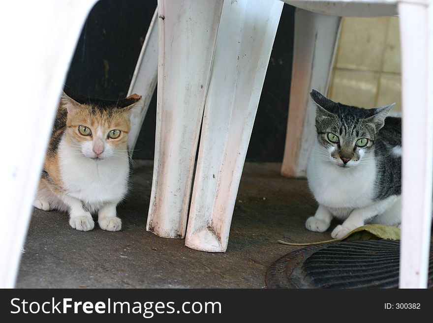 2 cat sitting under a chair. 2 cat sitting under a chair