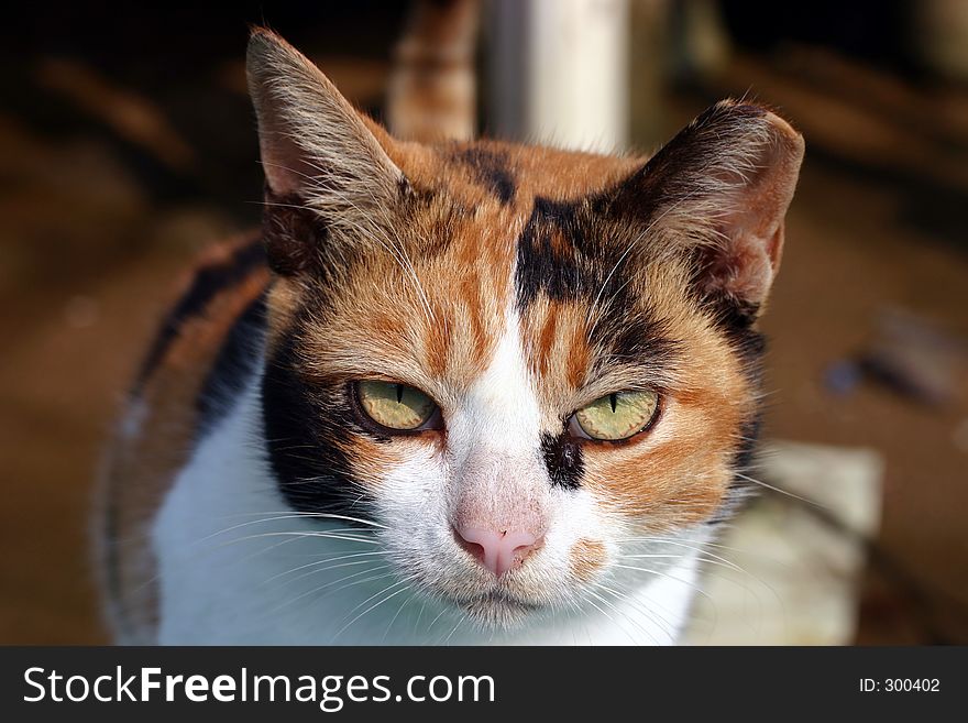 Cat close up with funny face