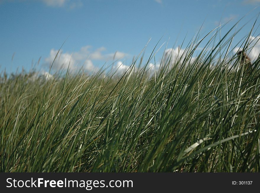 Grass and sky