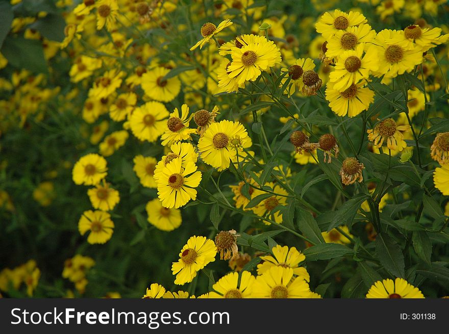 Yellow Flowers