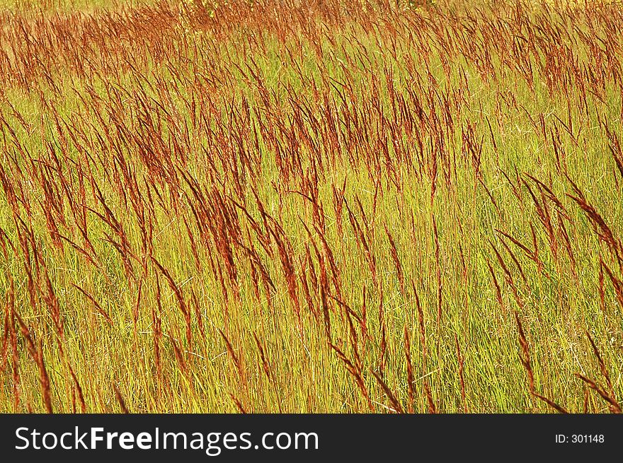 Red grass, windy day