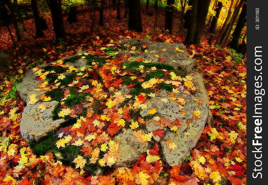 Autumn Leaves on Rock