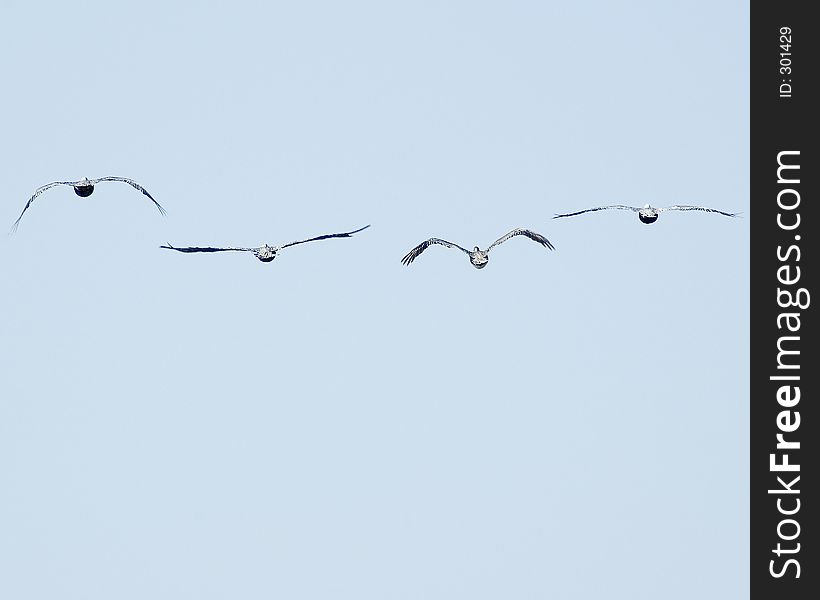 Pelicans Away