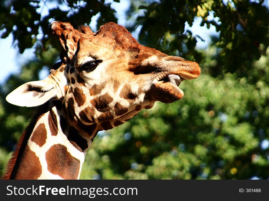 Head of a giraffe