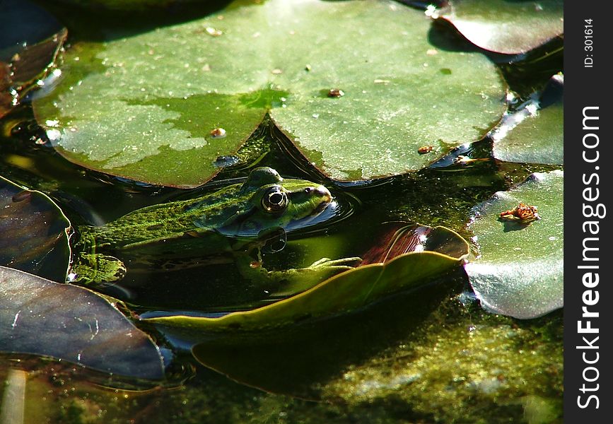 Frog in a pond. Frog in a pond