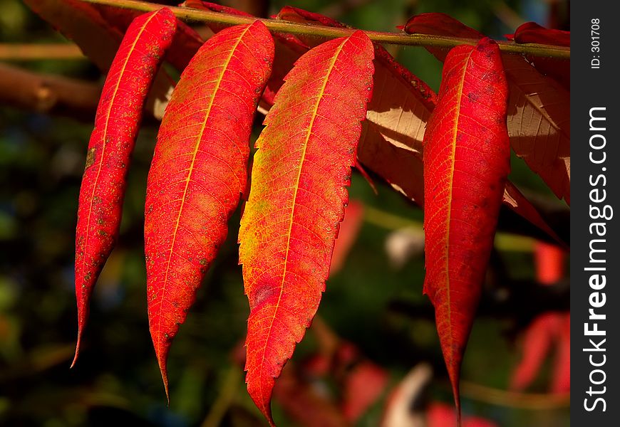 Red leaves on a branch ( four ). Red leaves on a branch ( four )