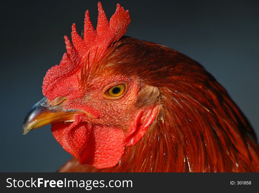 A closeup portrait of a Rooster