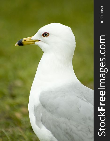 A close up detailed shot of a seagull