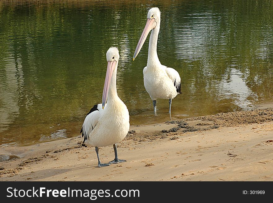 Two pelicans come ashore to check out what I'm doing.