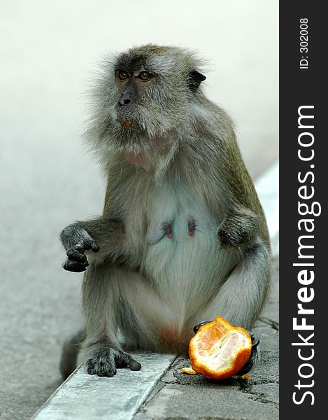 Monkey holding orange with leg