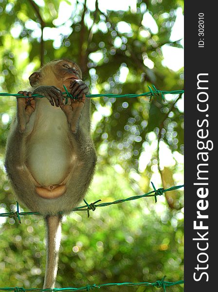 Little monkey hanging on fence
