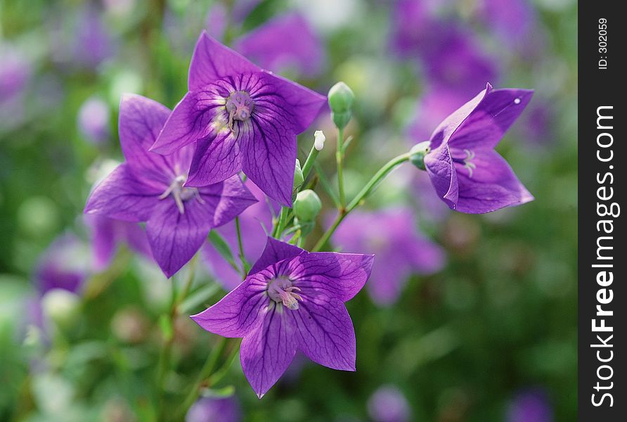 Wild Flowers Image