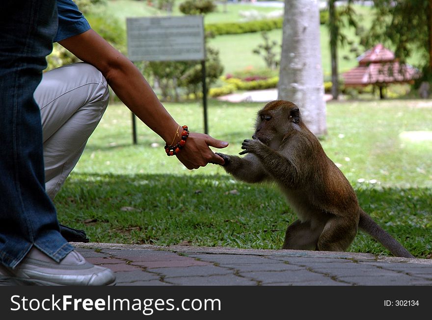 Feeding Monkey