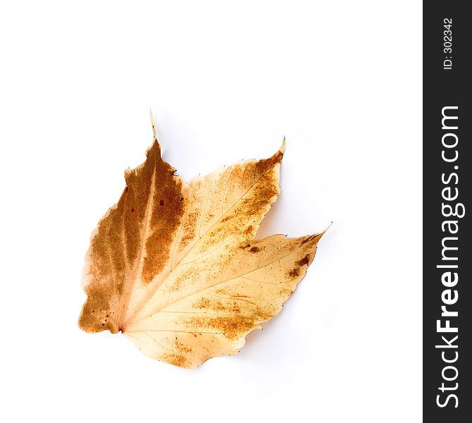 Brown autumn leaf - isolated