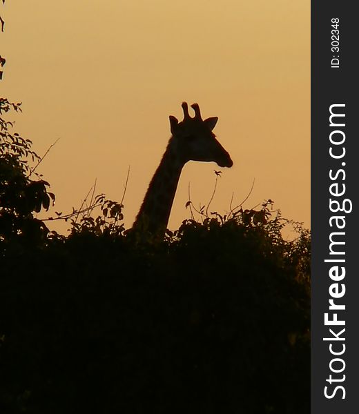Giraffe and trees silhouetted against orange sunset sky. Giraffe and trees silhouetted against orange sunset sky
