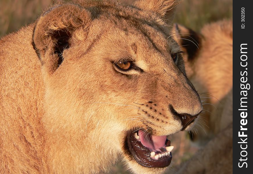 Close up of lion's head with warm lighting. Close up of lion's head with warm lighting