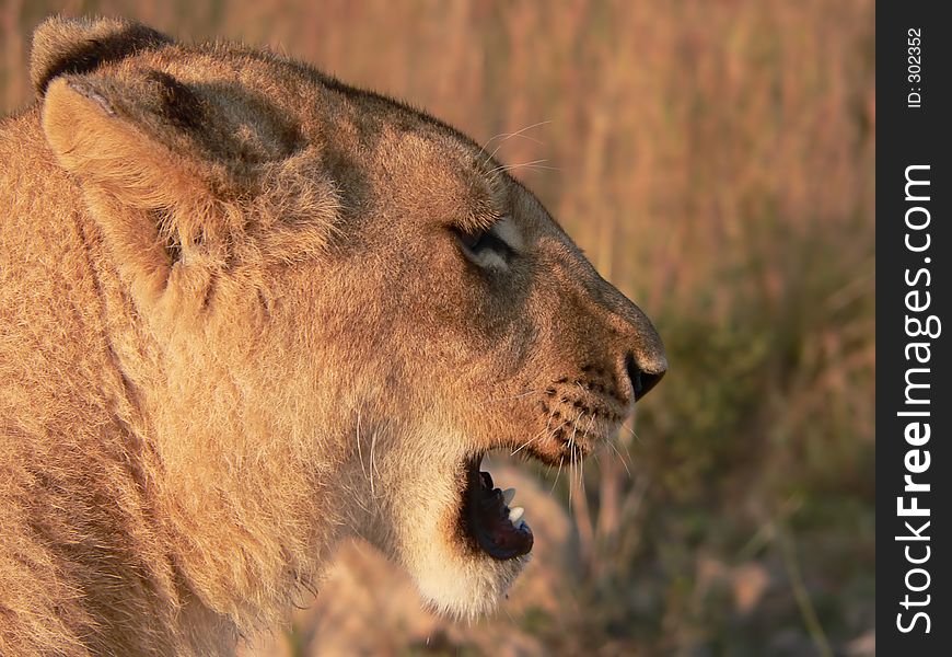 Close up of lion's head. Close up of lion's head