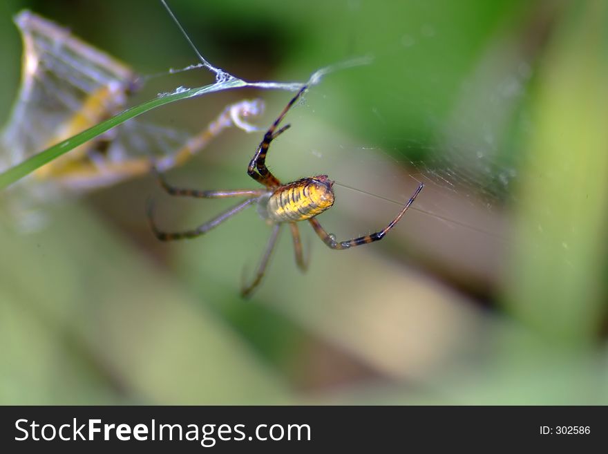 Yellow and black spider close-up