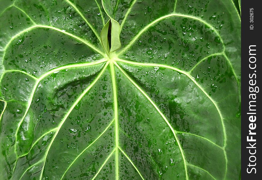 Close up of a wet leaf