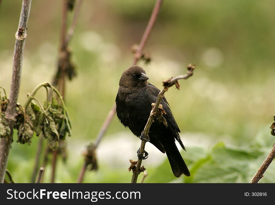 Black bird on twig in colorado mountains