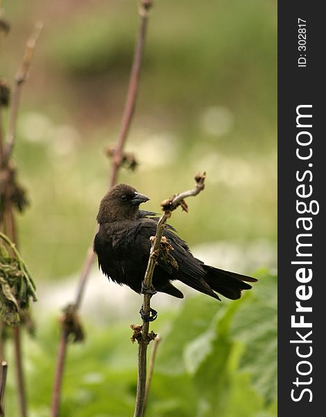 Small black bird perched on twig in colorado mountains