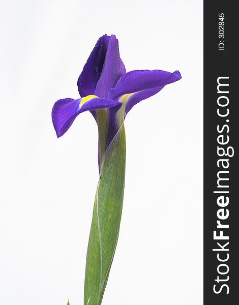 Flower on the white background. Flower on the white background