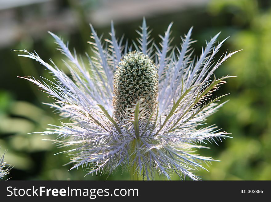 Noble thistle