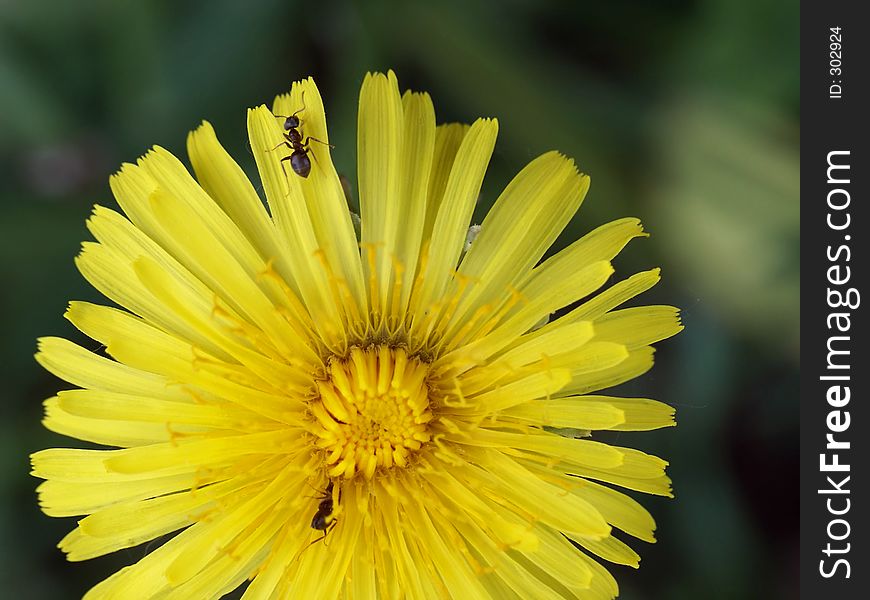 Dandelion and an ant